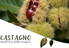 Il castagno: la maestosità di un albero longevo Il castagno: la maestosità di un albero longevo