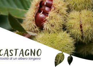 Il castagno: la maestosità di un albero longevo Il castagno: la maestosità di un albero longevo