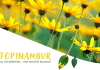 Il Topinambur: vigoroso, invadente… ma anche buono! Il Topinambur: vigoroso, invadente... ma anche buono!