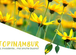 Il Topinambur: vigoroso, invadente… ma anche buono! Il Topinambur: vigoroso, invadente... ma anche buono!