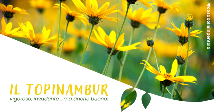 Il Topinambur: vigoroso, invadente... ma anche buono!